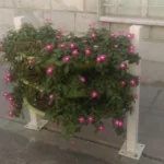 نرده حصار سبز هیلدا گارد ریل سبز R-3